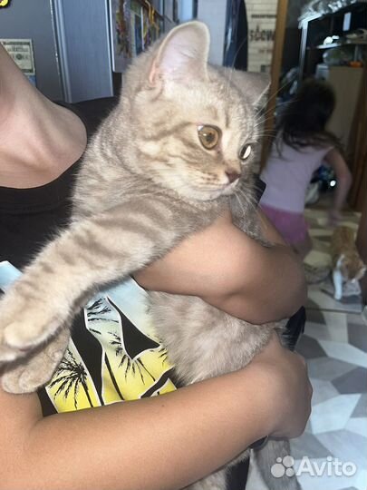 Красивая кошка