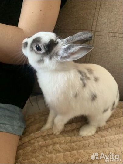 Декоративный кролик