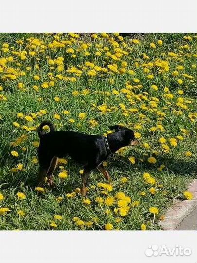 Кобель той терьер 1 год вязка