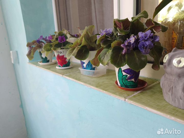 Фиалка в горшках