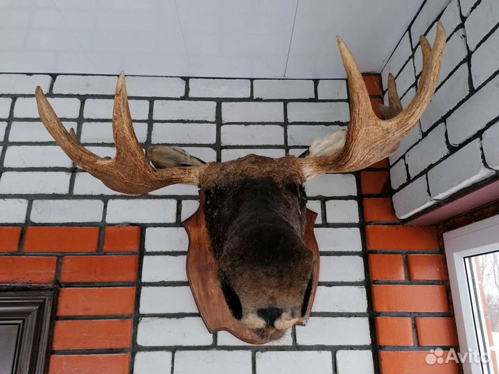 Чучело головы лося