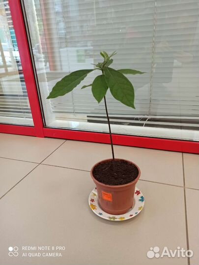 Авокадо дерево