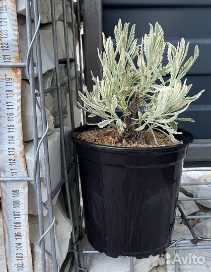 Лаванда узколистная Платинум Блонд