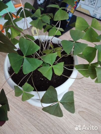 Комнатные цветы