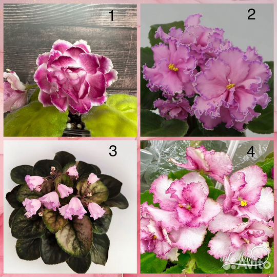 Фиалка сортовые детки