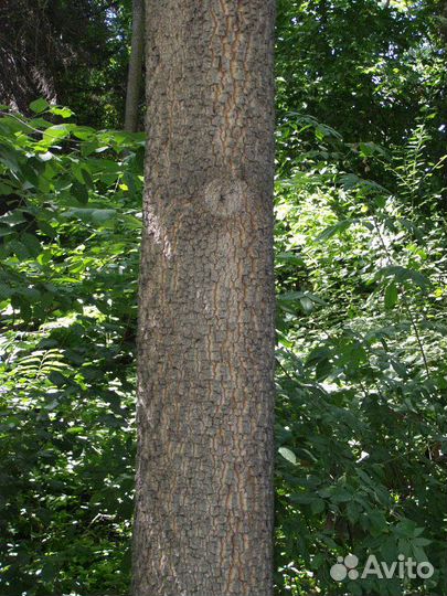 Хурма виргинская, семена