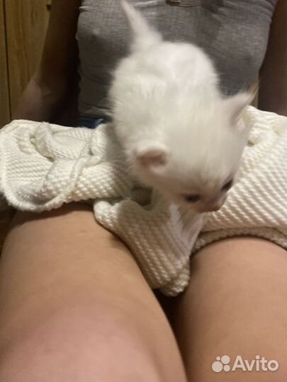 Кошка в дар