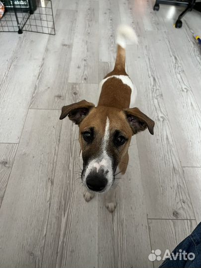 Парсон Рассел терьер