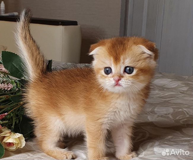 Шиншилла котята