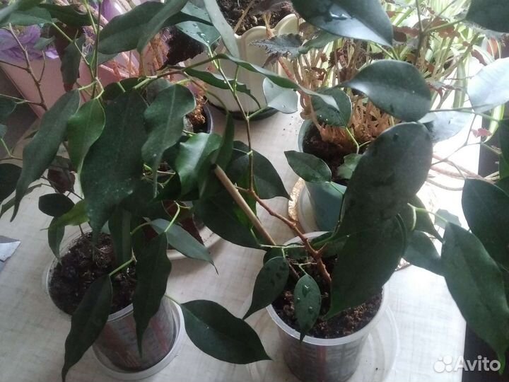 Разные цветы