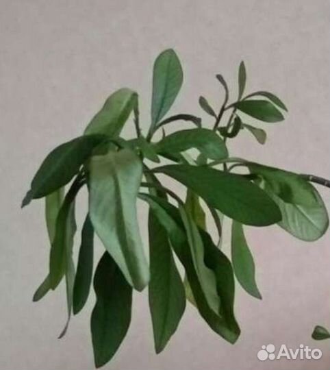 Синадениум гранта - Дерево Любви