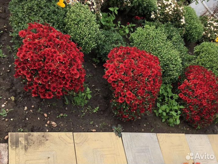 Хризантема мультифлора