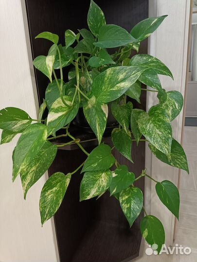 Сциндапсус