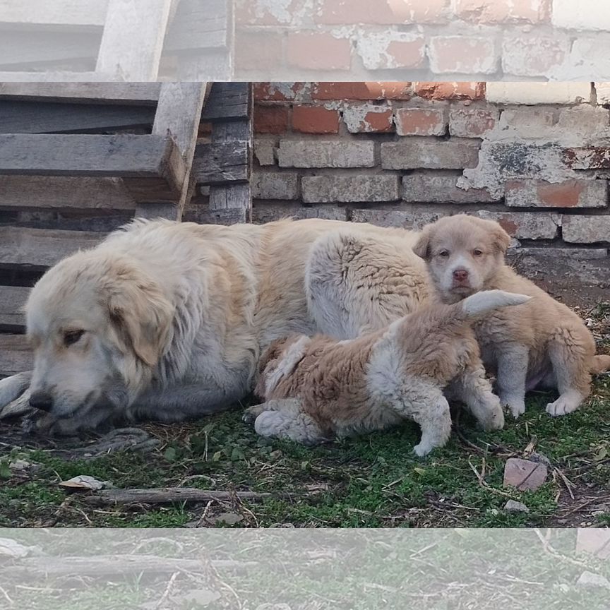 Щенки Алабая