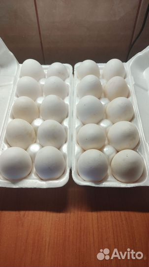 Домашние куриные яйца