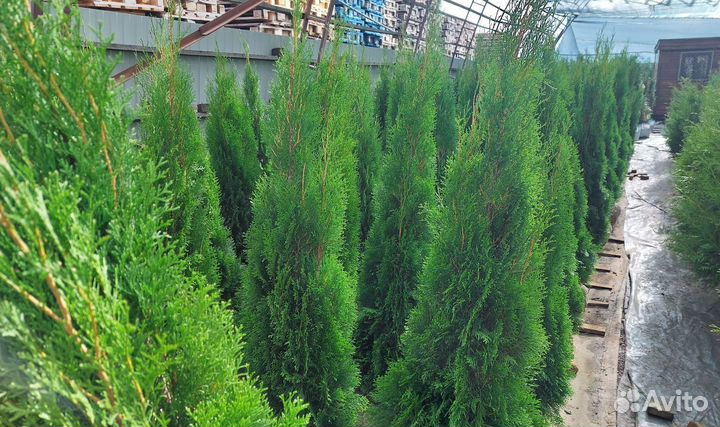 Саженцы Туя конусная Smaragd Смарагд Экстра