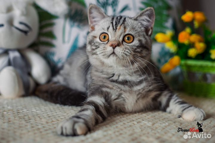 Мраморная британочка fs22