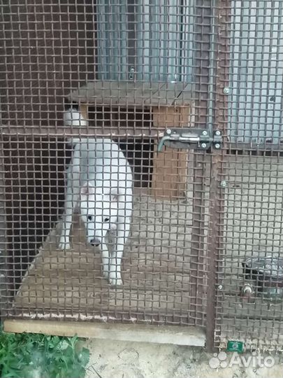 Западно сибирская лайка