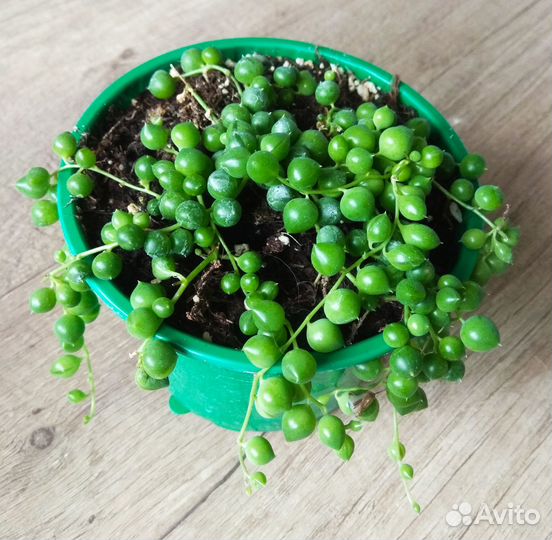 Крестовник Роули