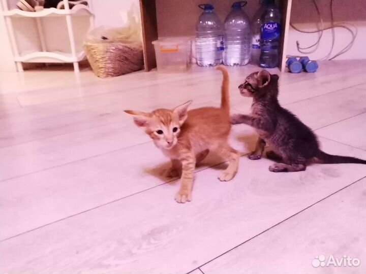 Ориентальные