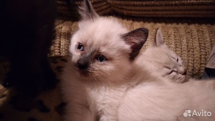 Котёнок с тёмным носиком