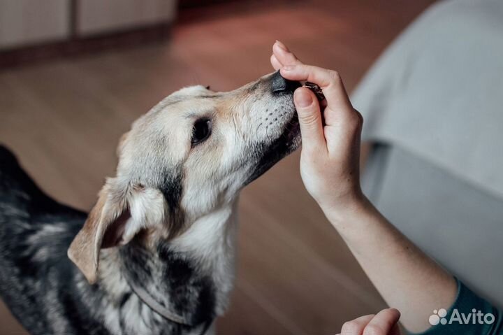 Щенок-девочка Пыжа