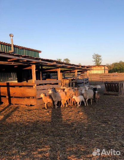 Катумские ягнята