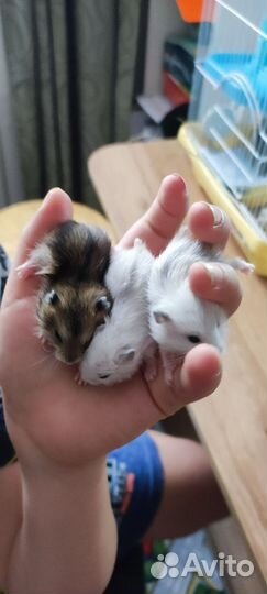 Джунгарский хомяк