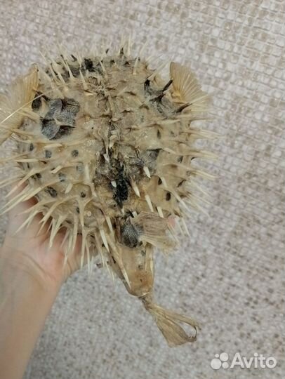 Рыба Фугу (Чучело)