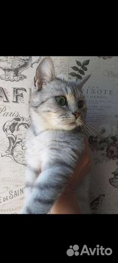 Передержка кошек и котов