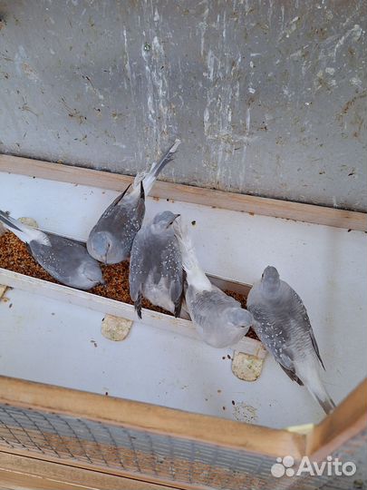 Бриллиантовые горлицы