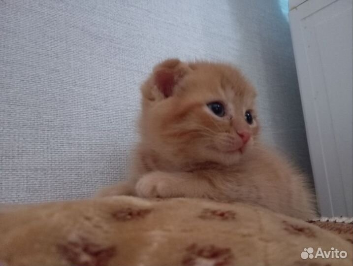 Вислоухий котенок