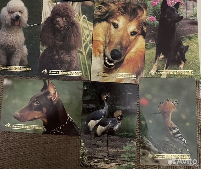 Карманные календарики животные