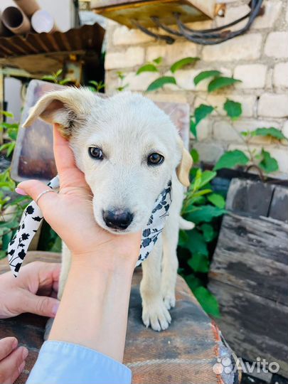 Щенок мальчик