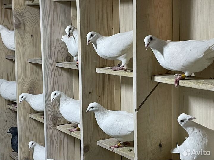 Голуби чехи