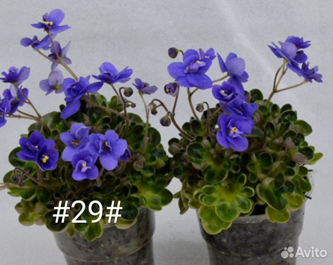 Фиалка Mac's Pizza Pizzicato мини