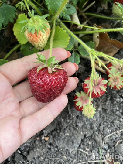 Рассада клубники