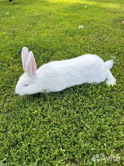 Панон. Броллеры