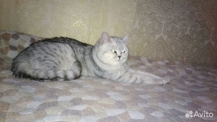 Приглашаем на вязку