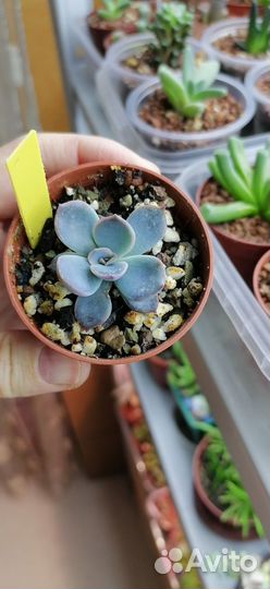 Эхеверии суккуленты