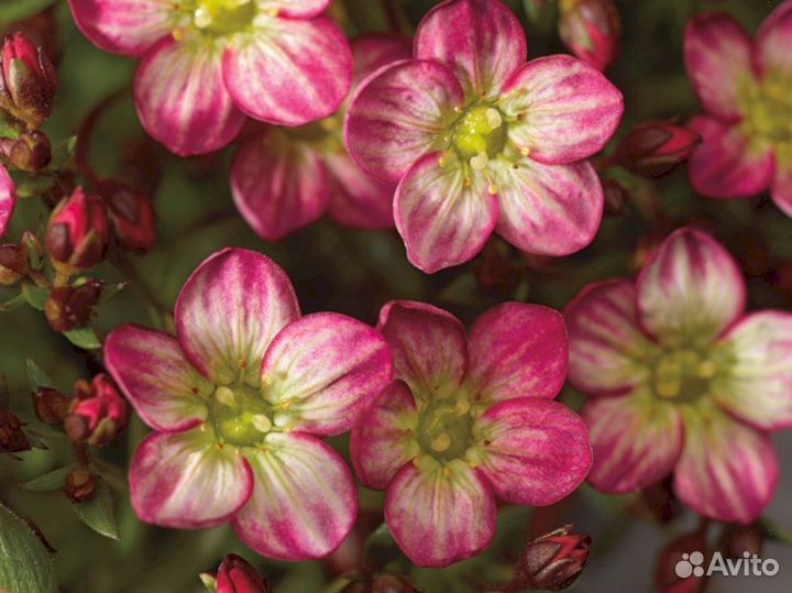 Камнеломка Арендса