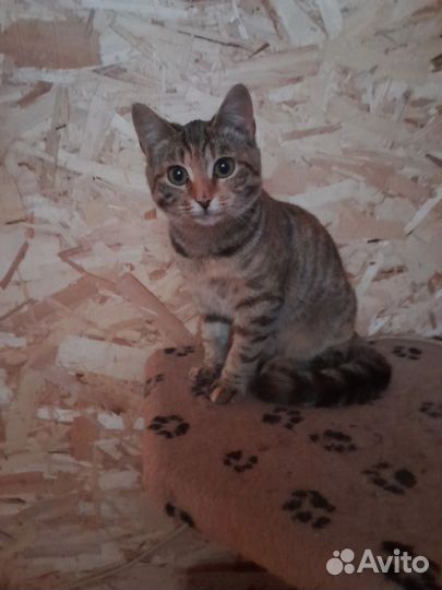 Кошка в дар