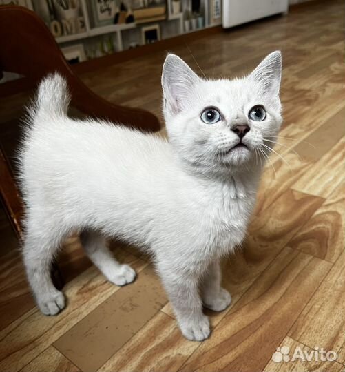 Котенок 3 месяца