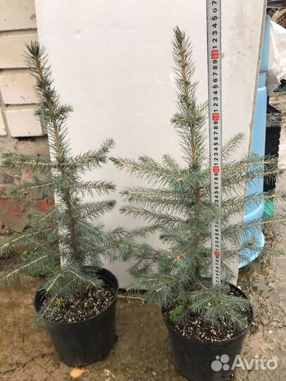 Ель голубая в горшках 50 см