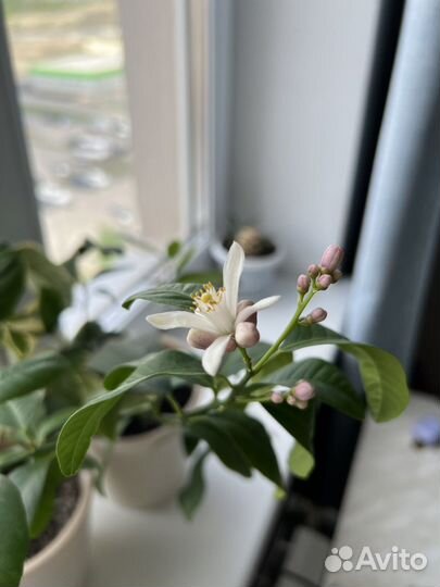 Лиметта Россо цитрус