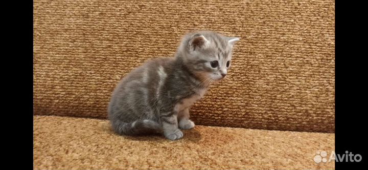 Котята манчкин