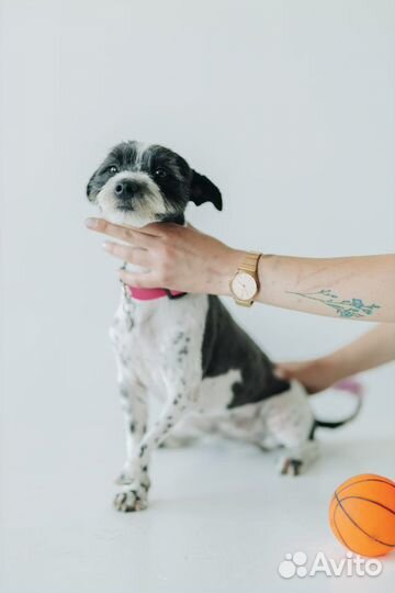 Маленькая собака в добрые руки