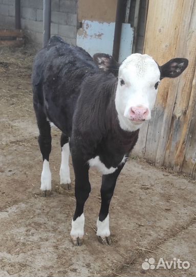 Телочка 2,5 месяца