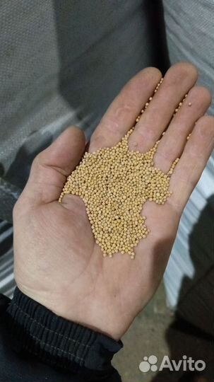 Семена горчицы