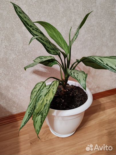 Комнатные цветы